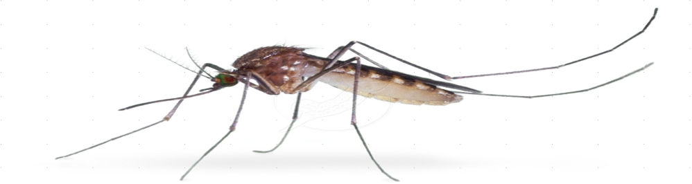 Waspadai Demam Berdarah Dengue (DBD)